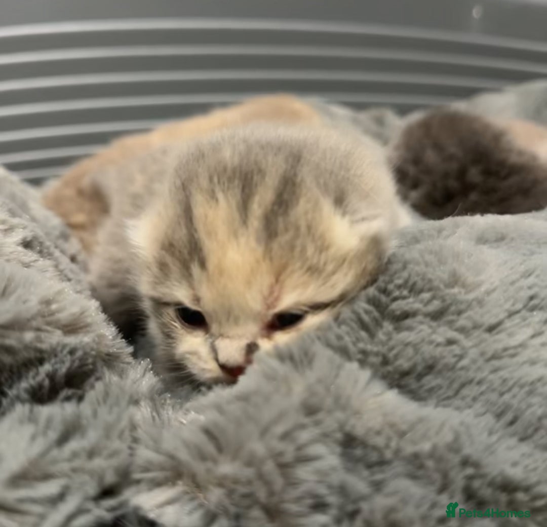 British Shorthair cats for sale: BSH KITTENS FOR SALE (price negotiable) - Advert 7