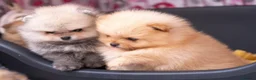 Pomeranian dogs for stud: Orange Pomeranian KC Registered CHAMPION Bloodline in Manchester - Advert 14
