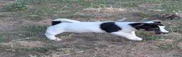 Jack Russell dogs for sale: Jack Russell Puppies for Sale - Advert 15