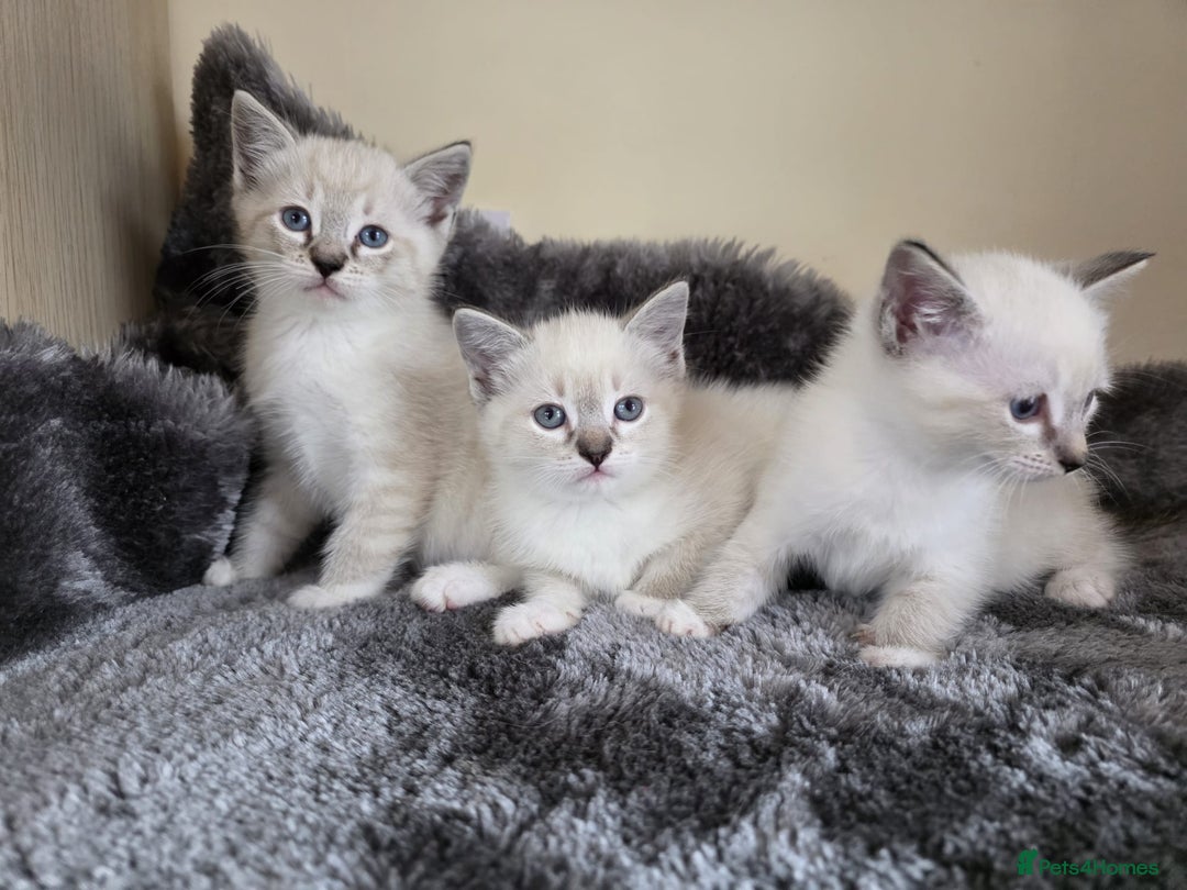 Ragdoll cats for sale: Ragdoll Cross kittens  - Image 3