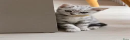 British Shorthair cats for sale: 🏆Champion lines GCCF registered 🏆 - Advert 14