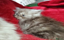 Persian cats for sale: Amazing Persian kittens  - Image 17