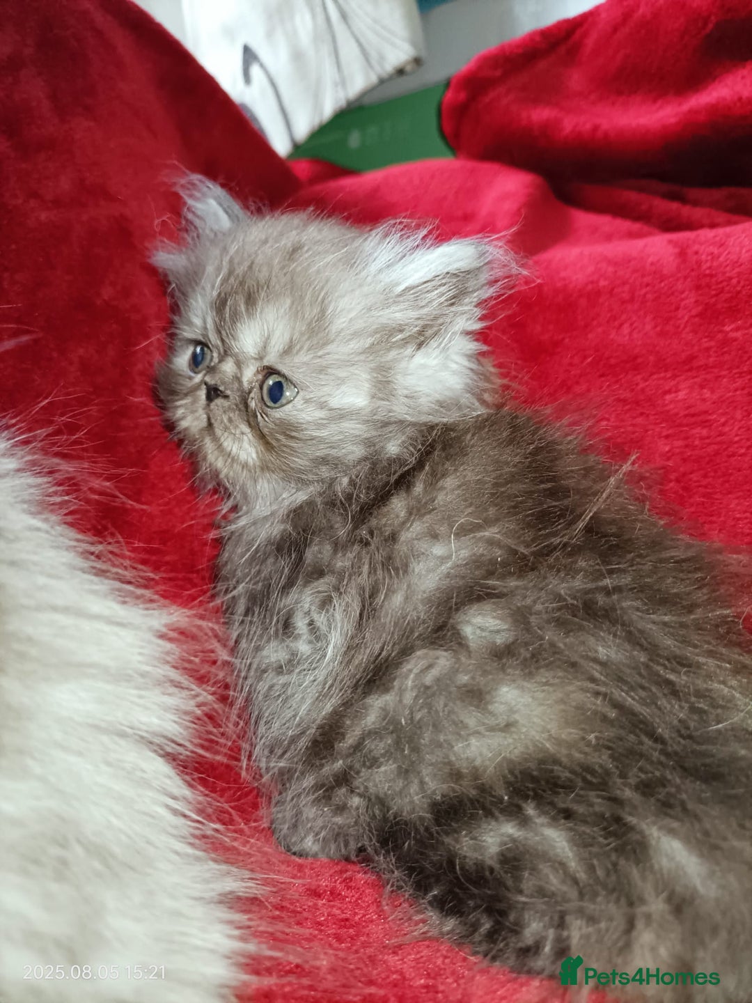 Persian cats for sale: Amazing Persian kittens  - Image 17