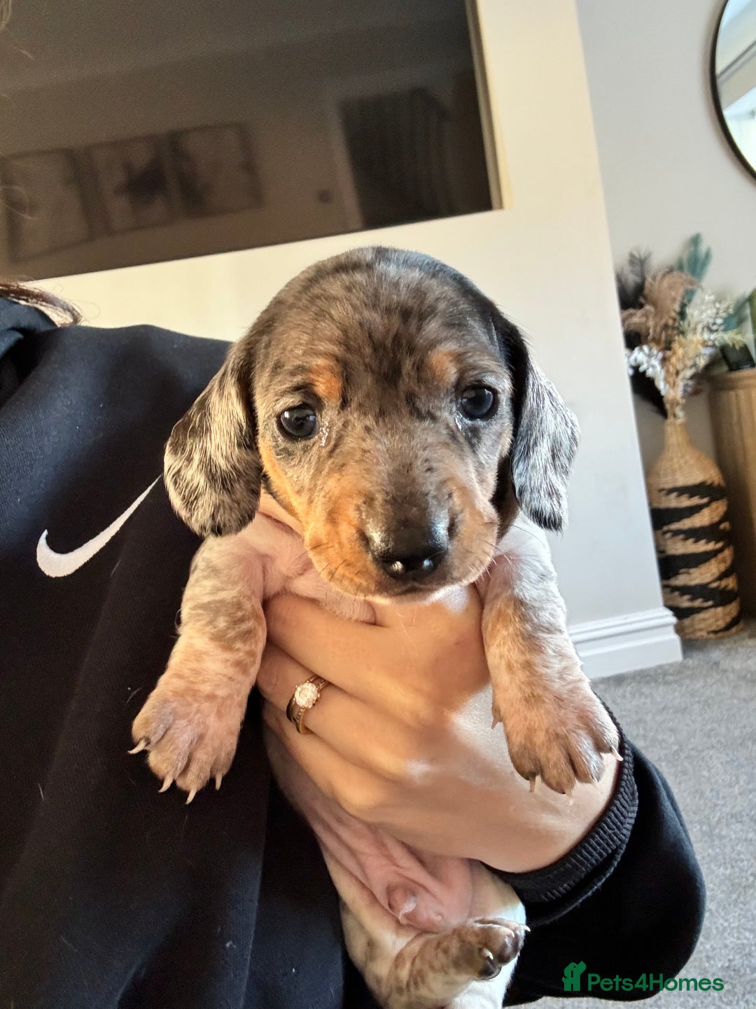 Miniature Dachshund dogs for sale: Miniature dachshund puppies - Image 7