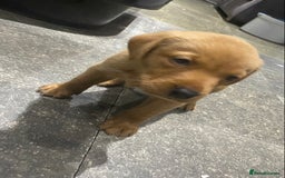 Labrador Retriever dogs for sale: KC Fox Red Labradors  - Image 4