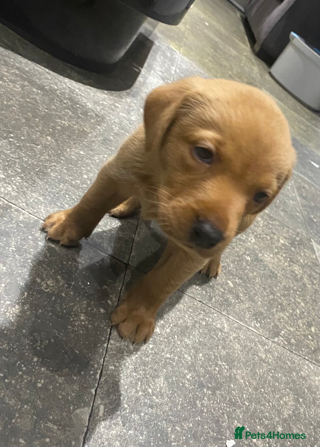 Labrador Retriever dogs for sale: KC Fox Red Labradors  - Image 4
