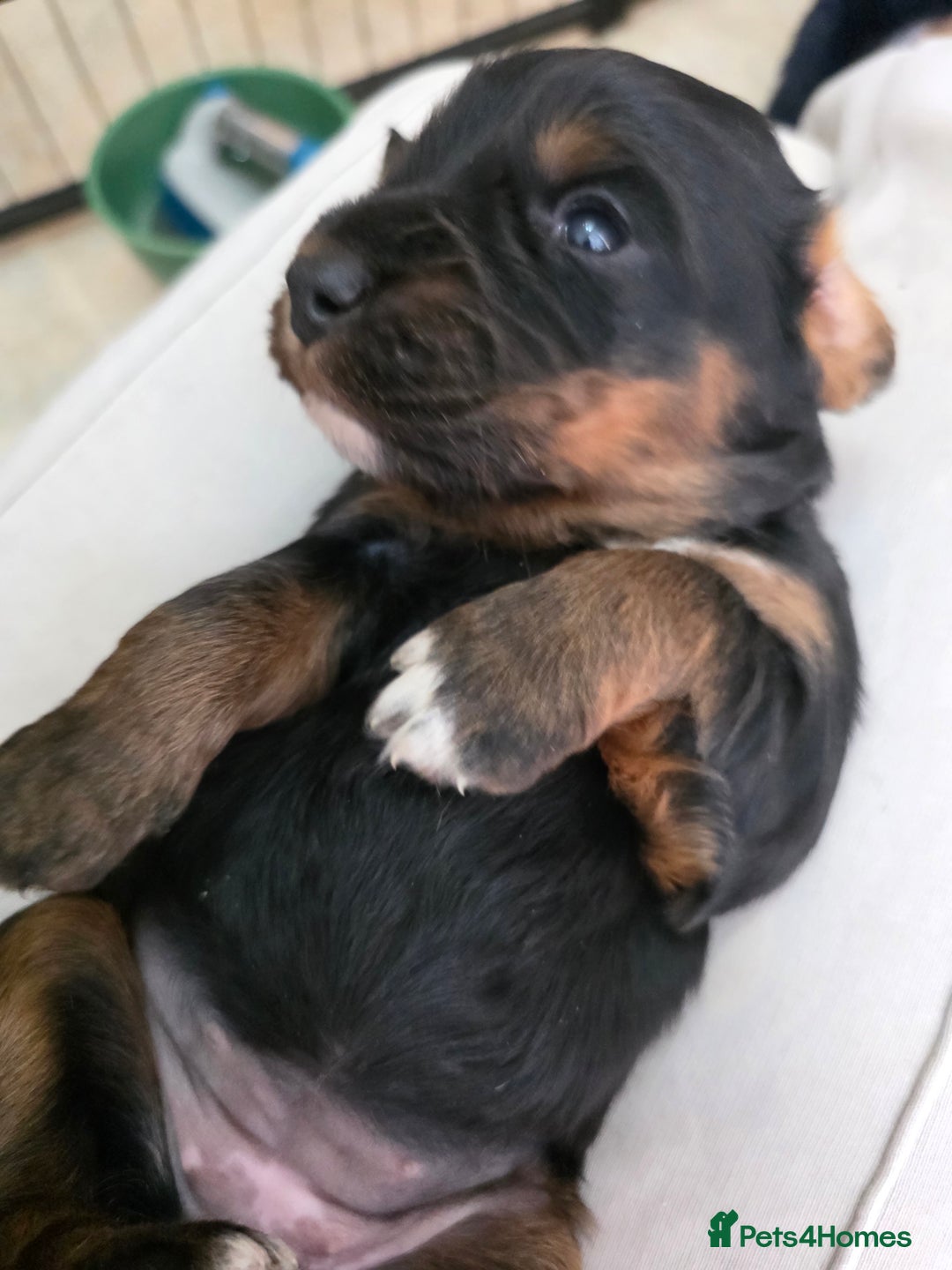 Cocker Spaniel dogs for sale: Working cocker spaniel puppies  - Advert 4