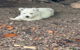 West Highland Terrier dogs for sale: Stunning West Highland White Terrier Babies - Image 3