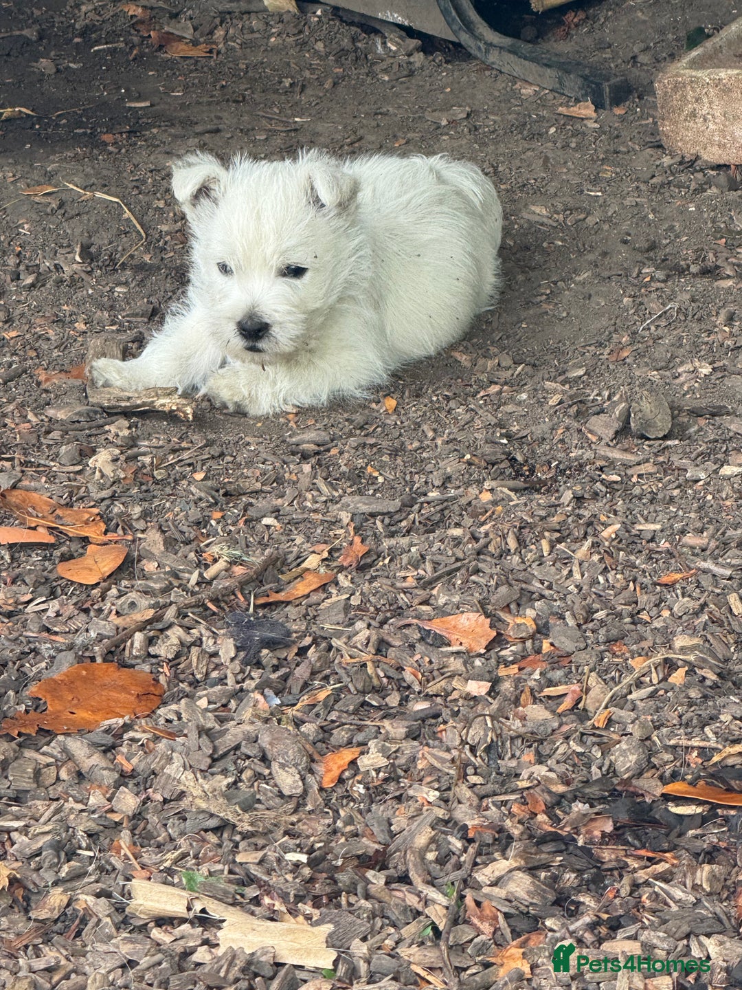 West Highland Terrier dogs for sale: Stunning West Highland White Terrier Babies - Image 3