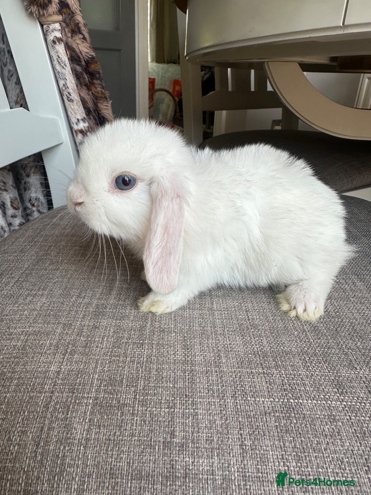 Mini Lop rabbits 1 Lovely handsome mini lop buck. - Advert 14