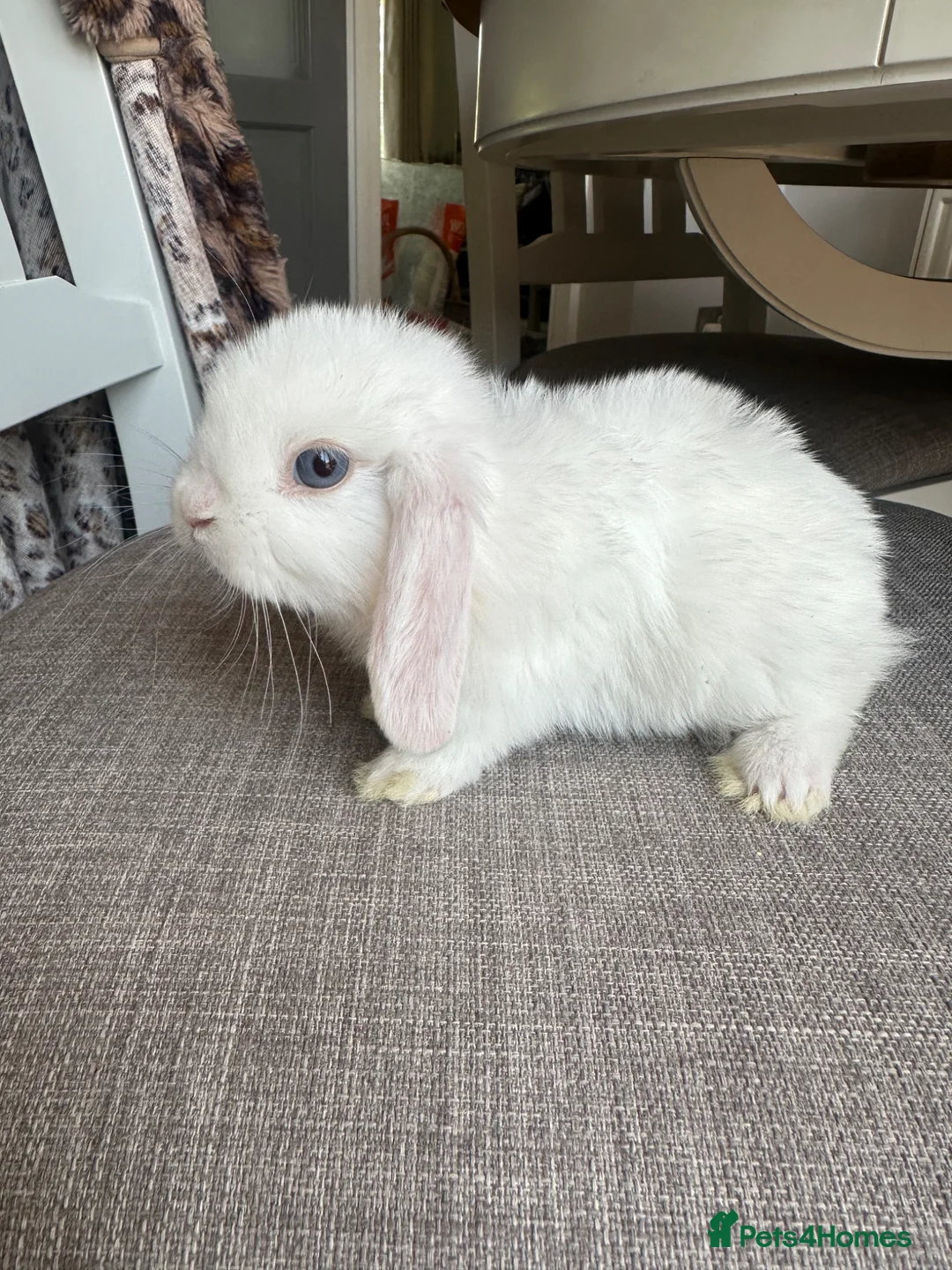 Mini Lop rabbits for sale: 1 Lovely handsome mini lop buck. - Advert 1