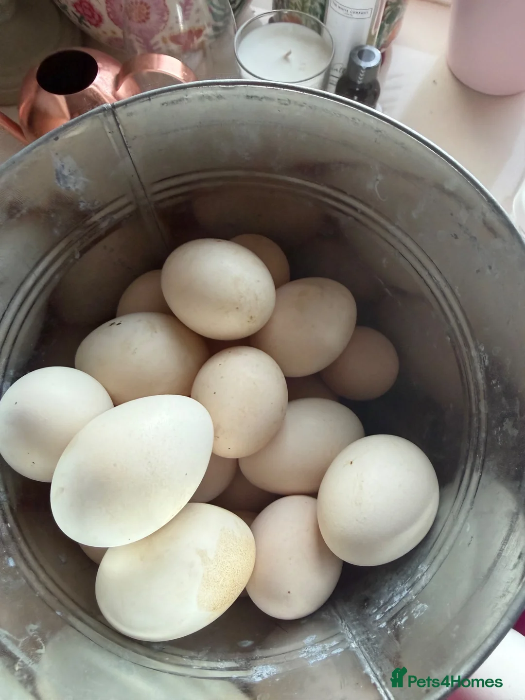 Chickens poultry for sale: Silkie feathered pekin hatching eggs  - Advert 6