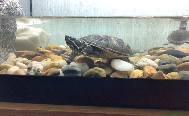 Turtle reptiles - Advert 3