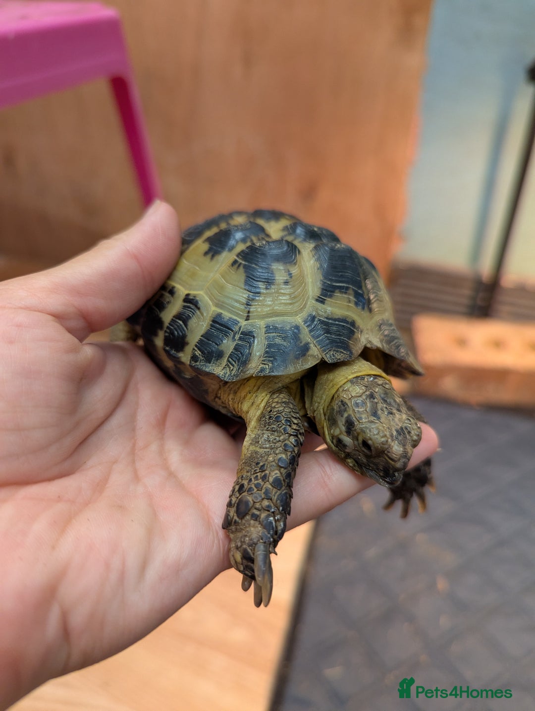 Tortoise reptiles for sale: Male horsfield tortoise. Very friendly! - Image 4