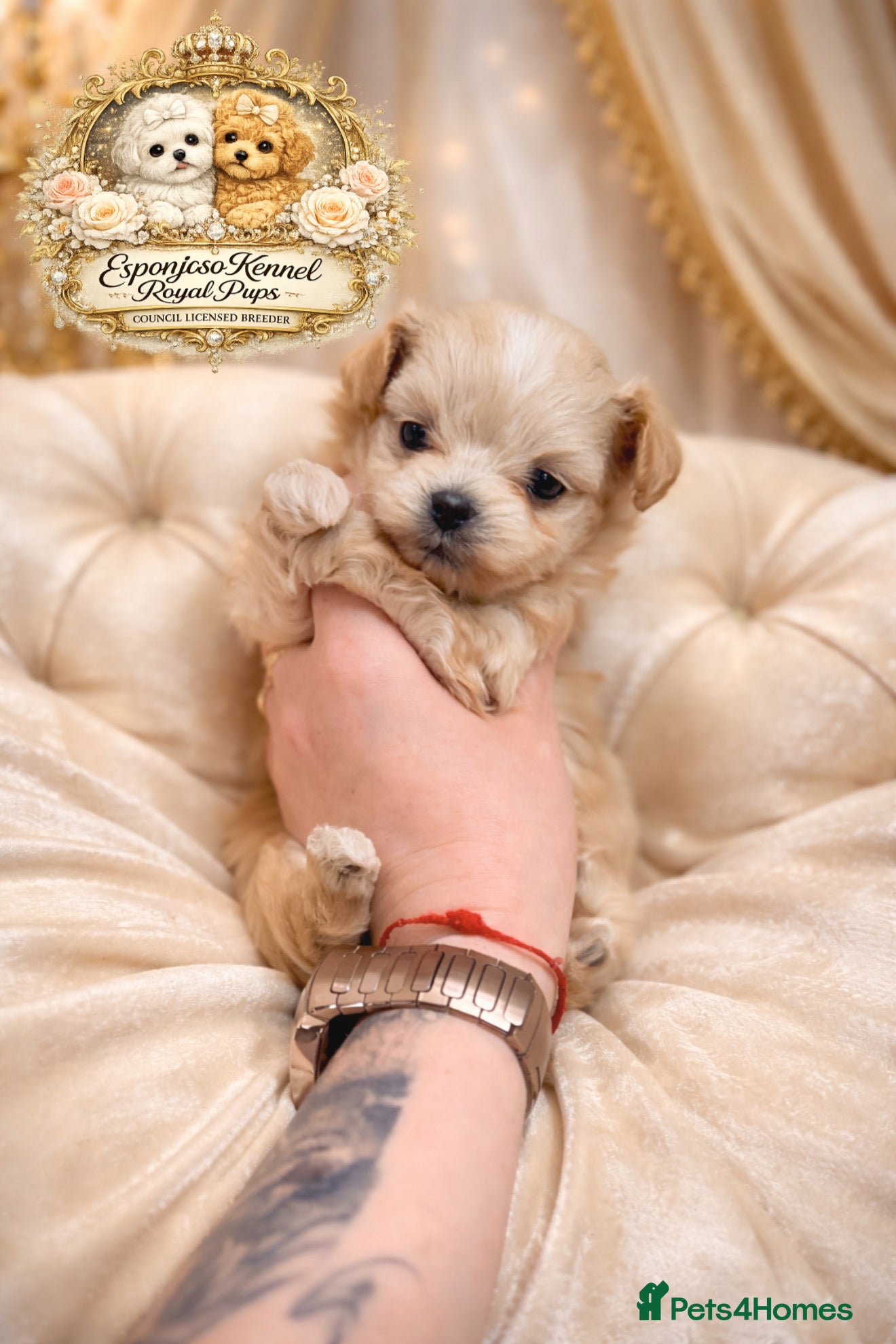 Maltipoo dogs 👑One in a Million F1 tiny Asian Maltipoo👑 - Advert 10