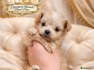 Maltipoo dogs 👑One in a Million F1 tiny Asian Maltipoo👑 - Advert 10