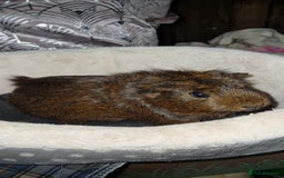 Guinea Pig rodents for sale: Beautiful ridgeback cross agouti breed  - Image 8