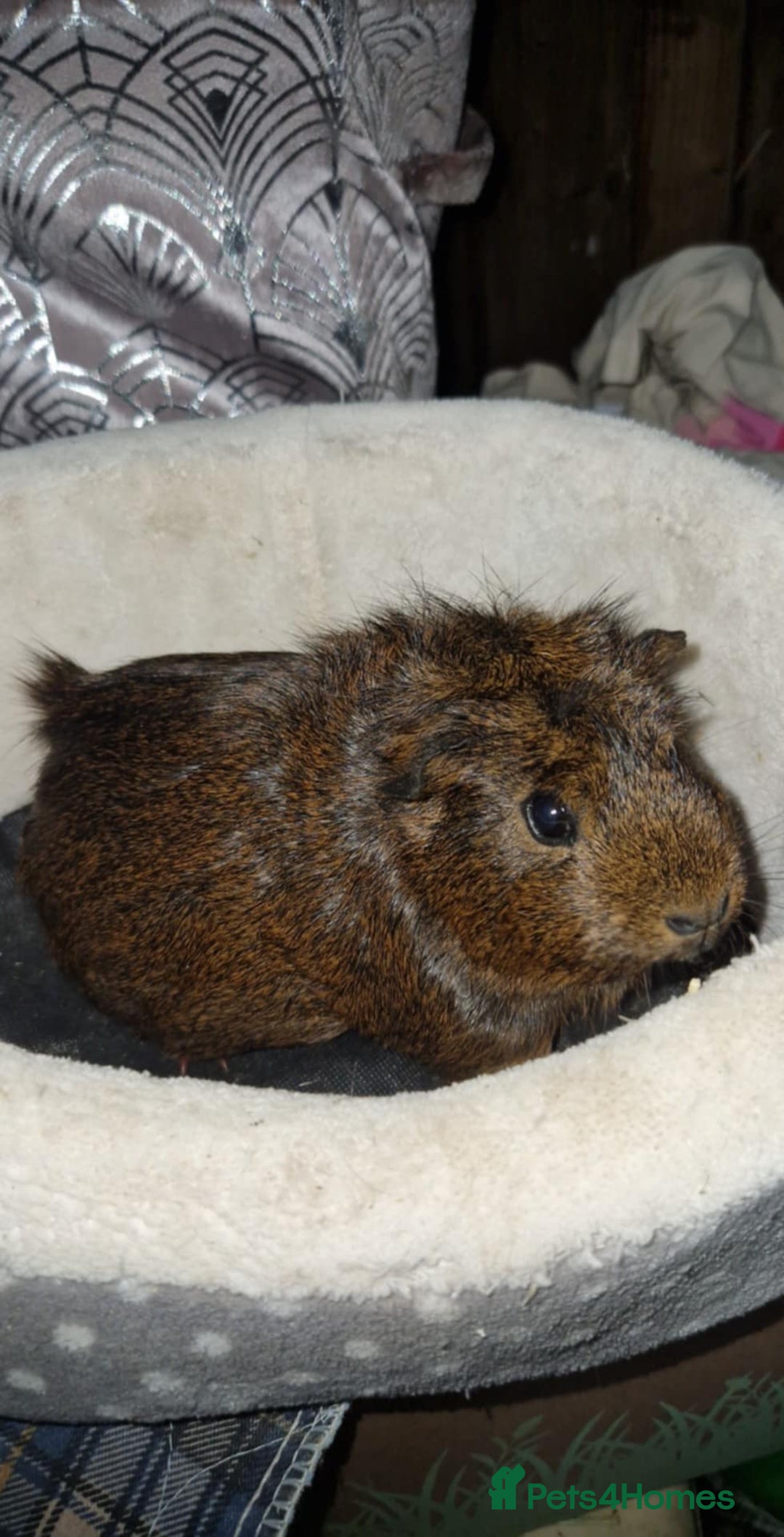 Guinea Pig rodents for sale: Beautiful ridgeback cross agouti breed  - Image 8