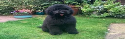 Goldendoodle dogs for sale: Stunning Multigenerational Goldendoodle Licensed - Advert 14