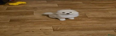 Pomchi 1