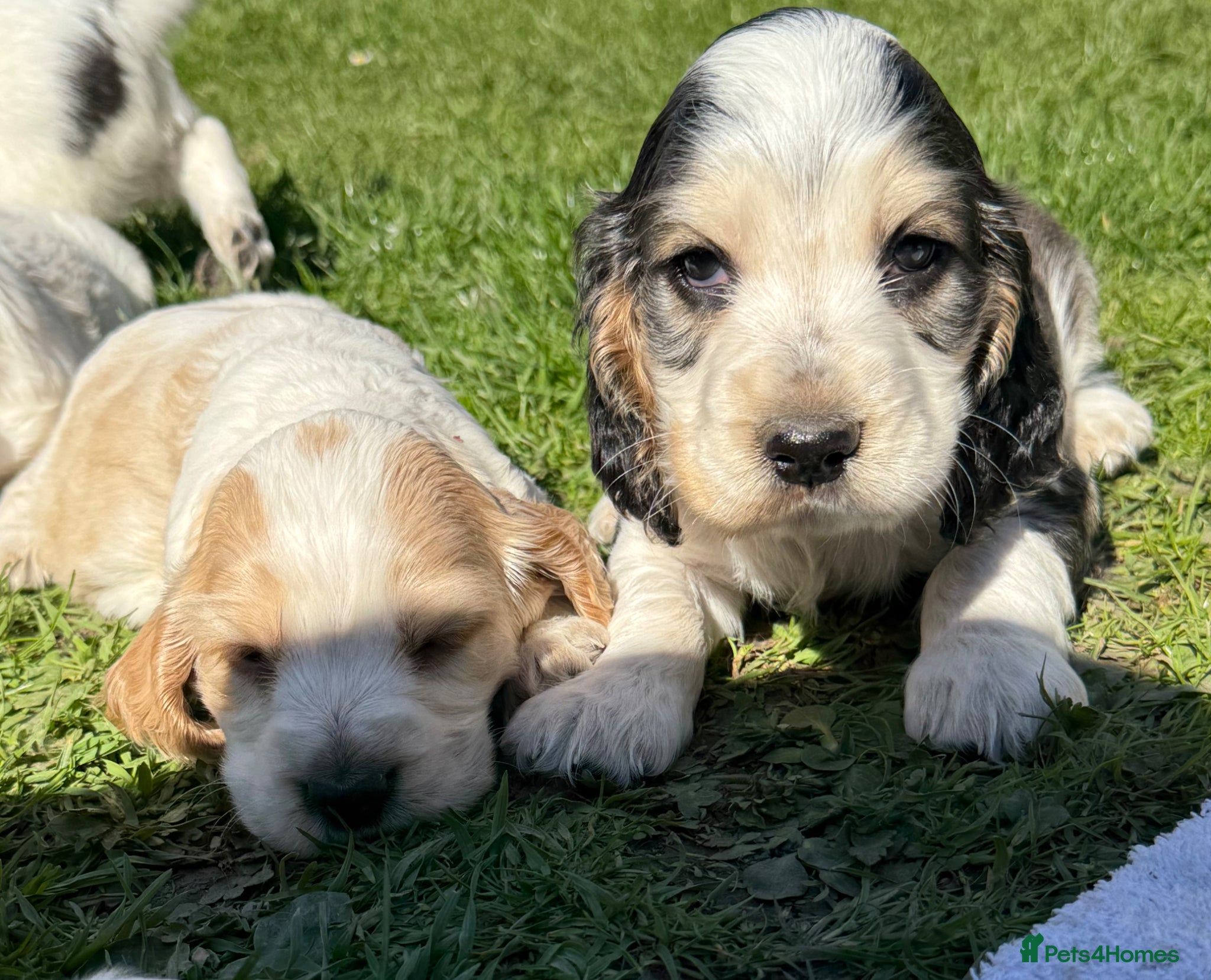 Cocker Spaniel dogs LEMON and SABLE ROAN Show Cocker Spaniels  - Advert 2