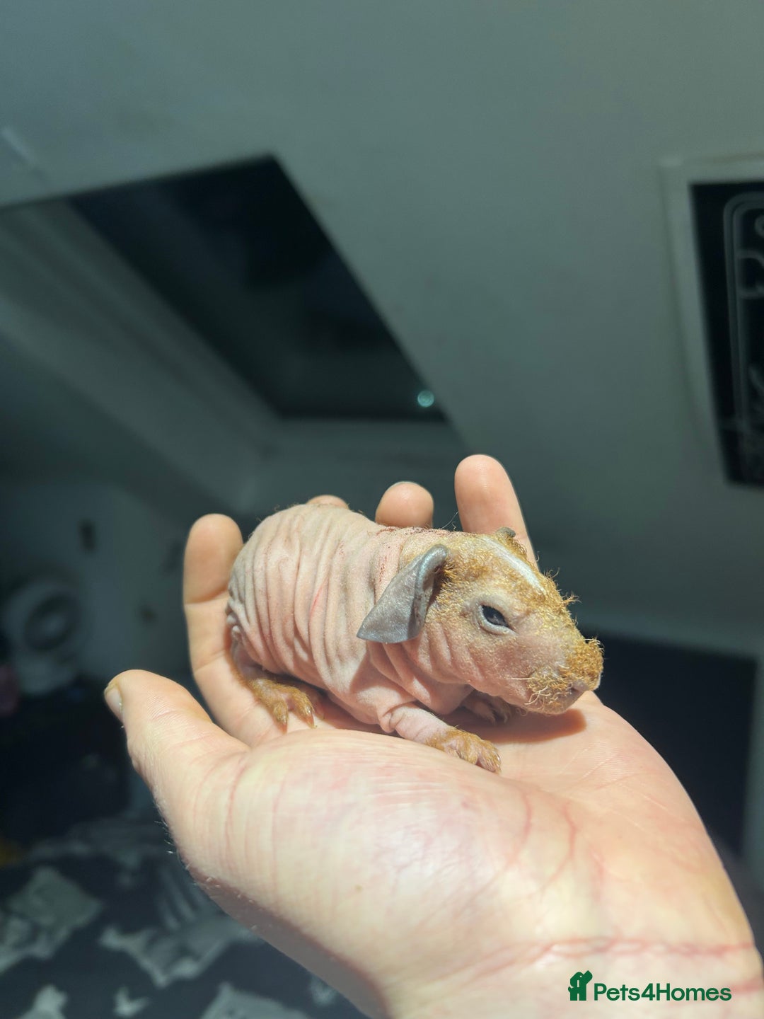 Guinea Pig rodents for sale: Pedigree baby skinny pigs - Advert 3