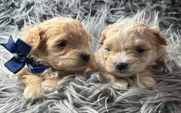 Maltipoo dogs for sale: TINY TOY F1 HEALTH TESTED MALTIPOO PUPS - Image 9
