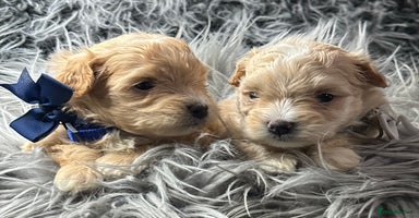 Maltipoo dogs - Advert 7