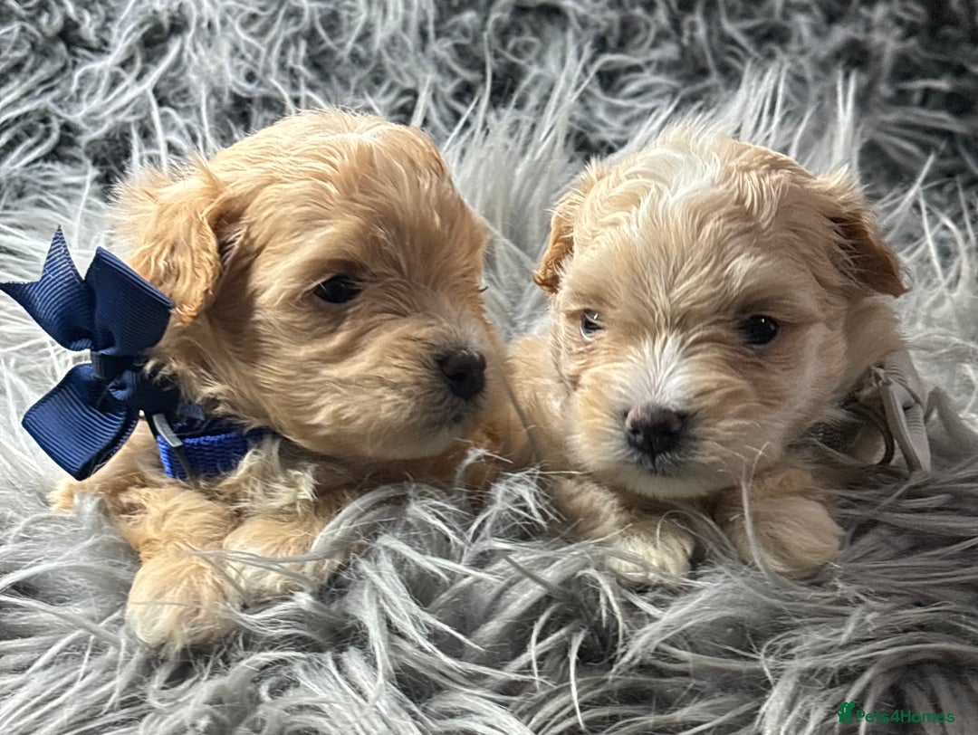 Maltipoo dogs for sale: TINY TOY F1 HEALTH TESTED MALTIPOO PUPS - Image 9
