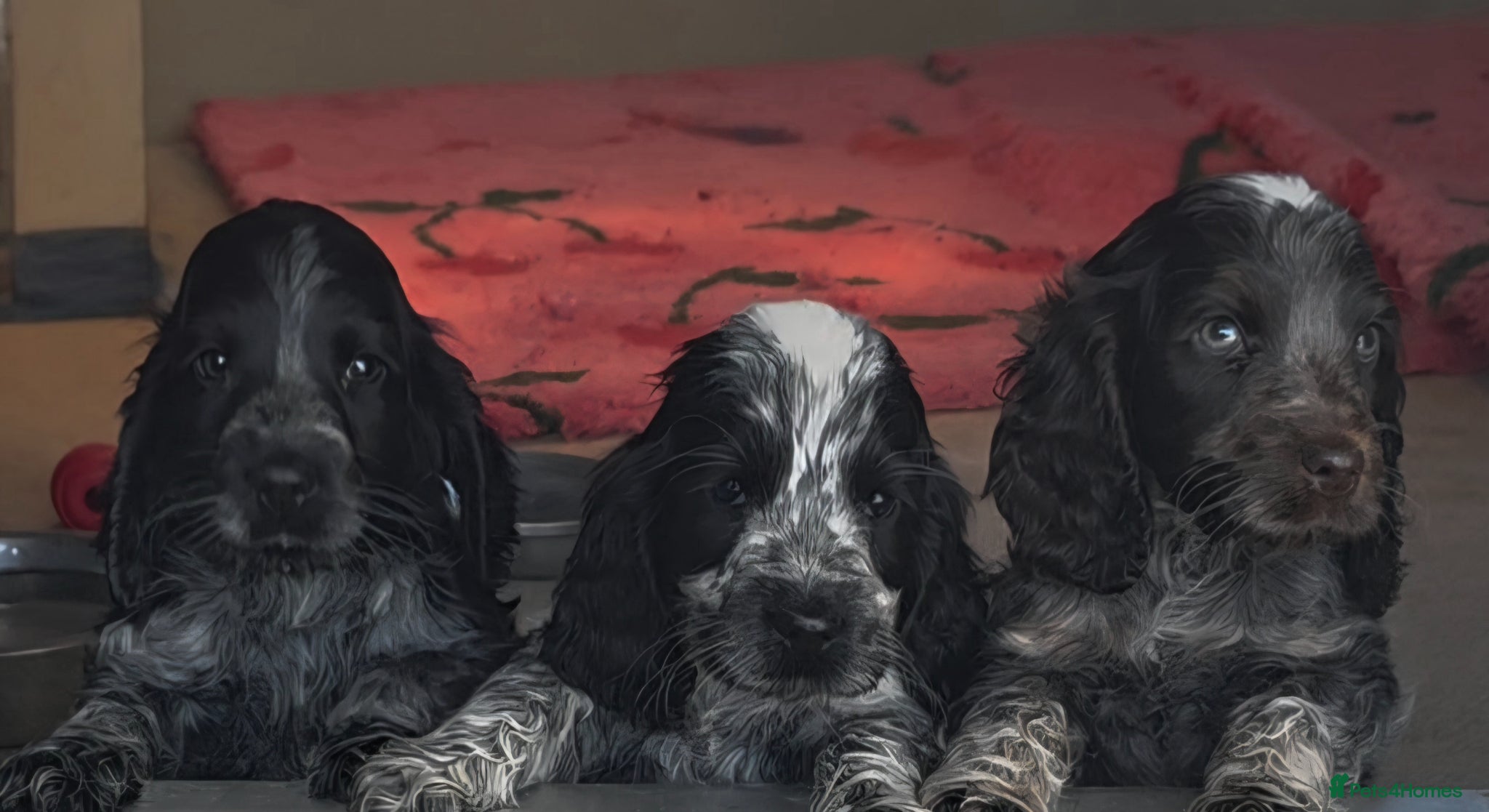 Cocker Spaniel dogs Kc reg show cocker spaniels fully health tested  - Advert 1