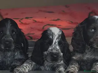 Cocker Spaniel dogs Kc reg show cocker spaniels fully health tested - Advert 1
