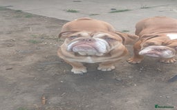 Mixed Breed dogs for sale: Stunnung Male English bulldogs - Image 5