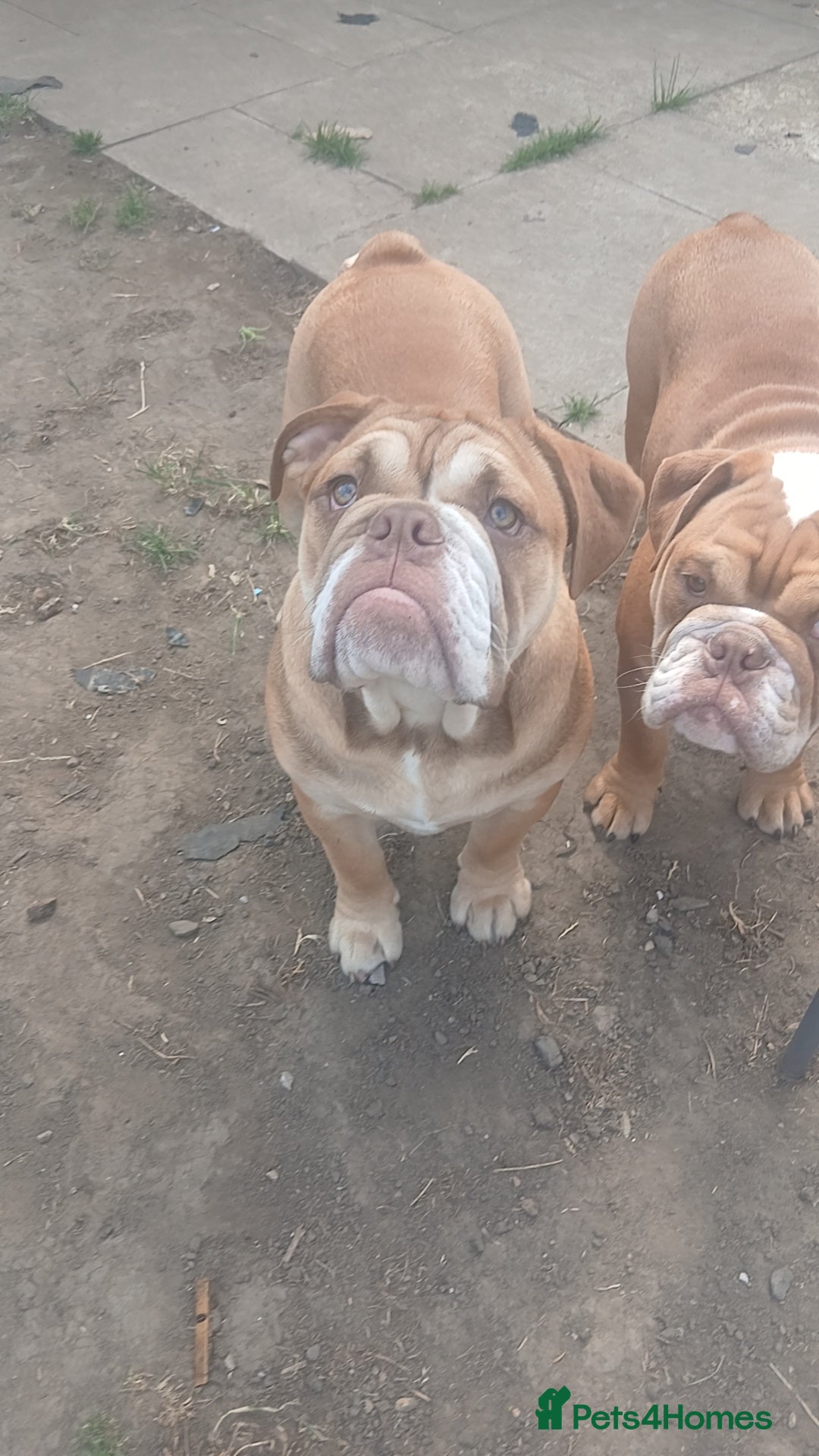 Mixed Breed dogs for sale: Stunnung Male English bulldogs - Image 5