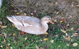 Ducks poultry for sale: Trio call ducks  - Image 2