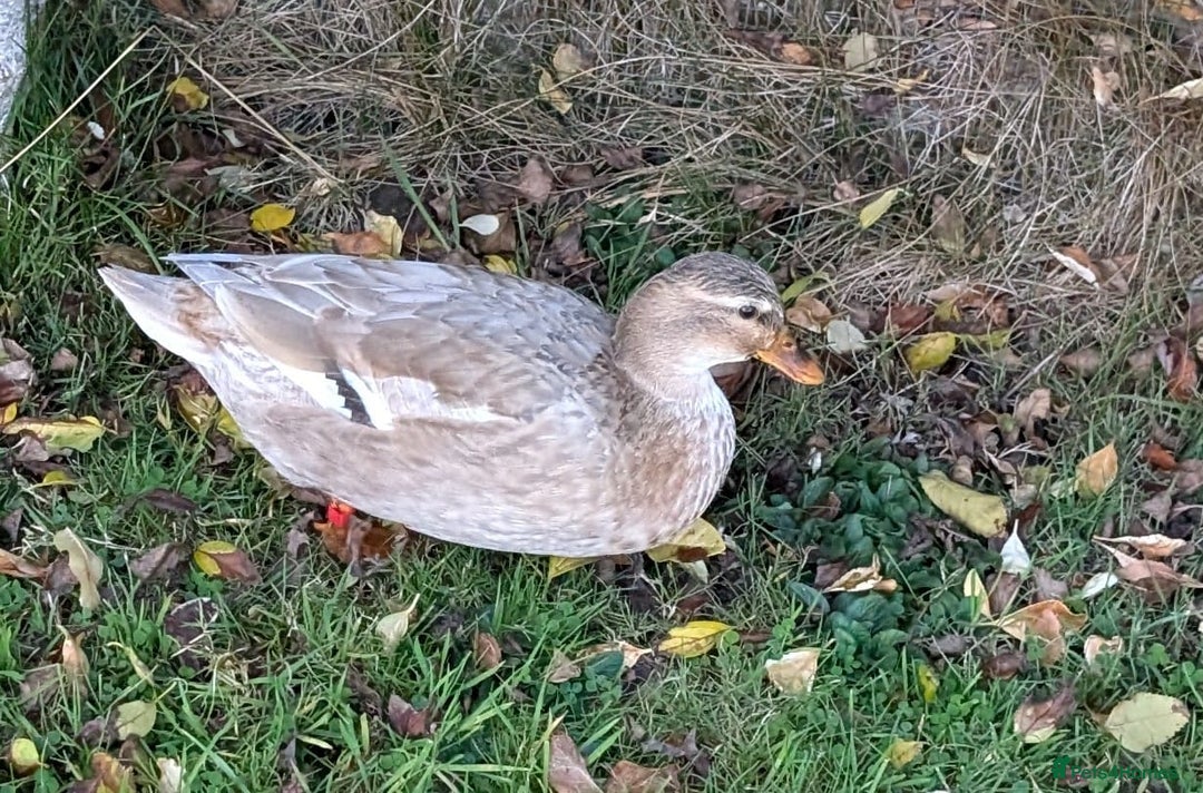 Ducks poultry for sale: Trio call ducks  - Image 2