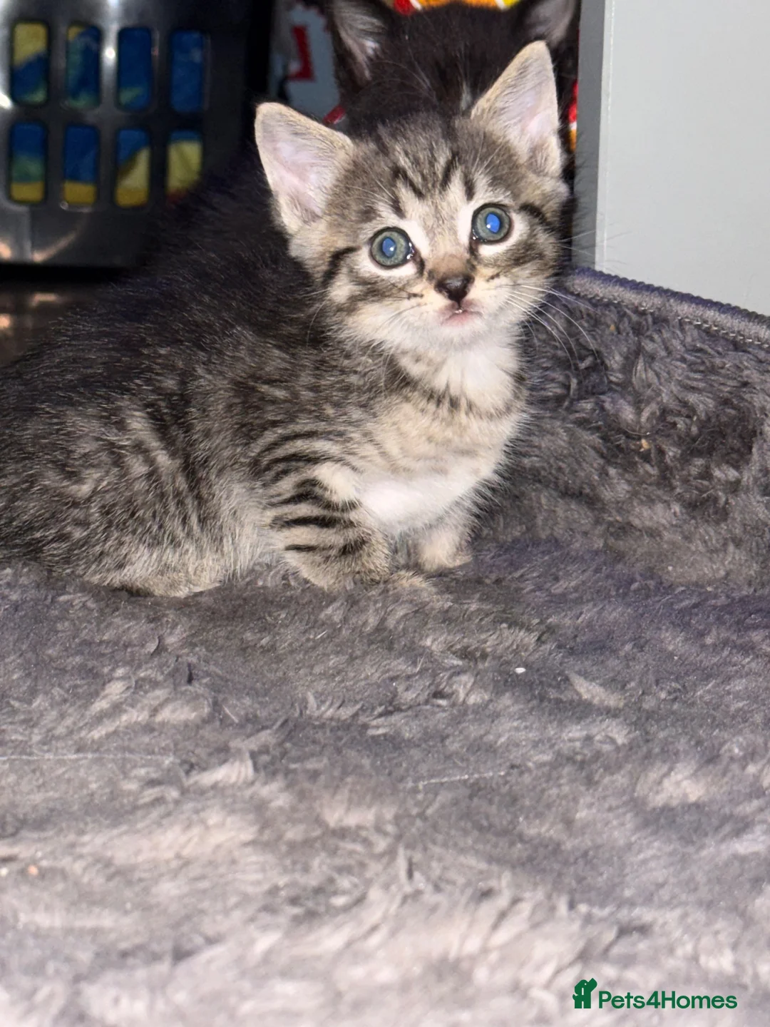 Mixed Breed cats for sale: Mix breed kittens - Advert 21