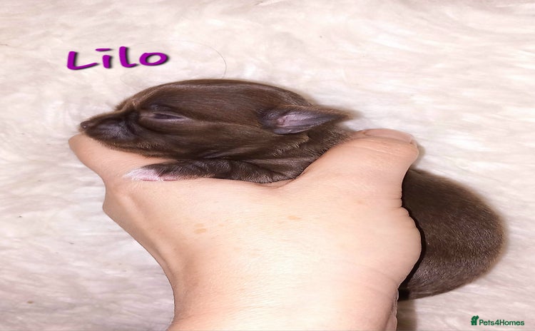 Chihuahua dogs ❤️‍🔥Dna tested parents❤️‍🔥Long-coat 2boys 2girls - Advert 1