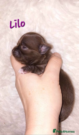 Chihuahua dogs ❤️🔥Dna tested parents❤️🔥Long-coat 2boys 2girls - Advert 1