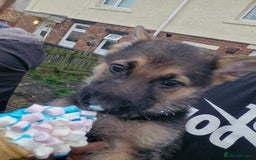 German Shepherd dogs for sale: KC German Shepherd pups LAST 2 BOYS! - Image 36