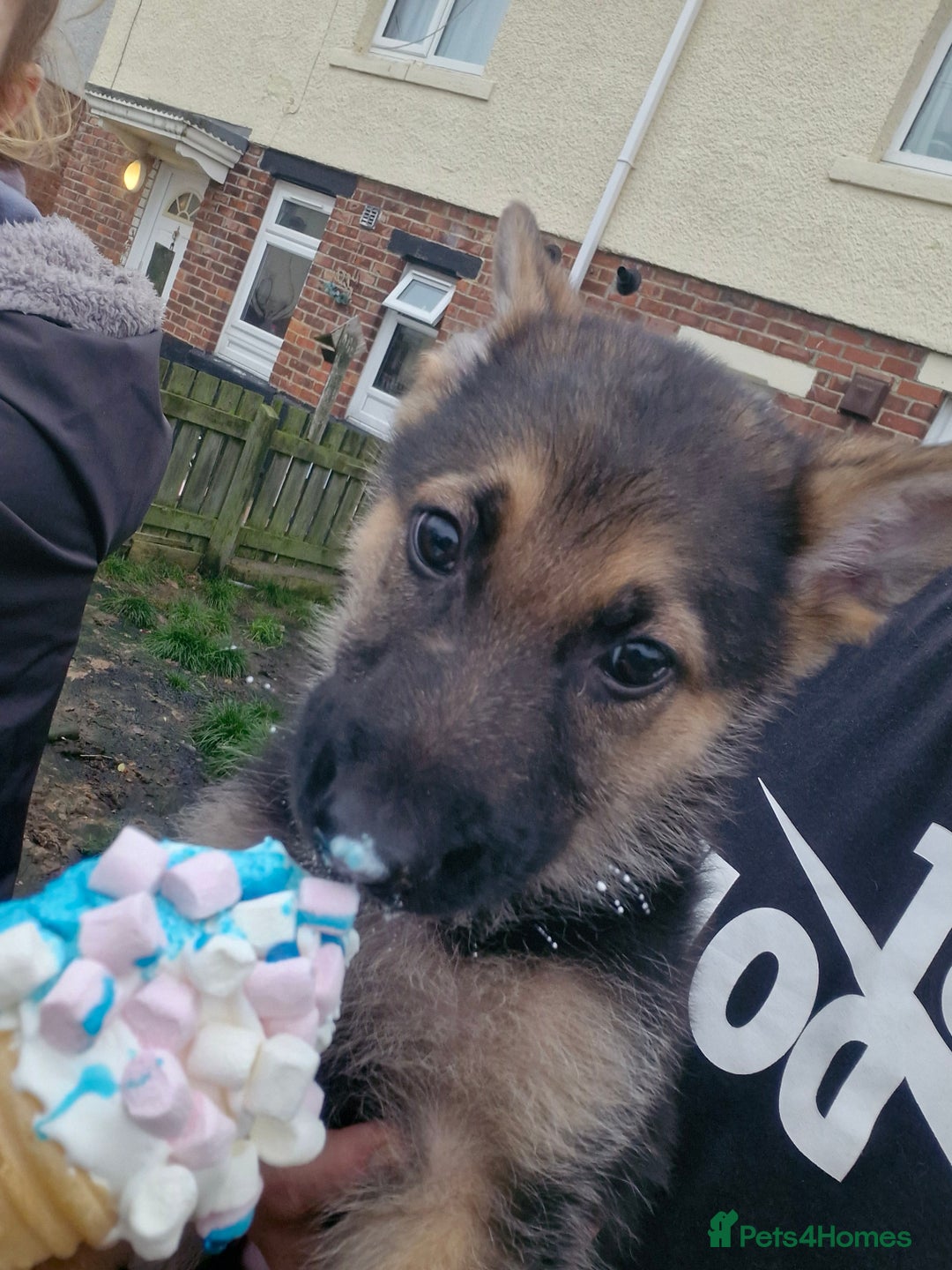 German Shepherd dogs for sale: KC German Shepherd pups LAST 2 BOYS! - Image 36