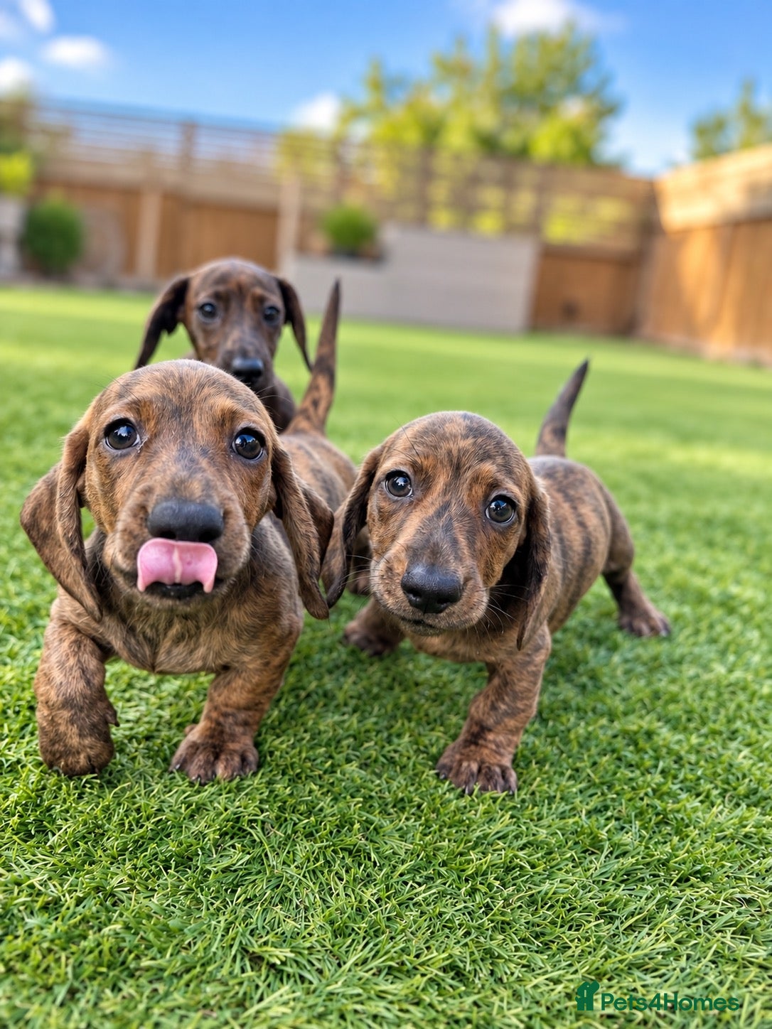Miniature Dachshund dogs Beautiful brindle mini dachshunds  - Advert 2