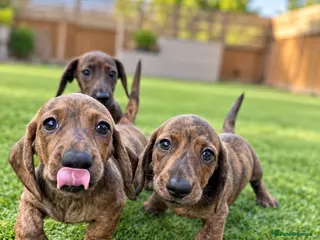 Miniature Dachshund dogs Beautiful brindle mini dachshunds - Advert 2