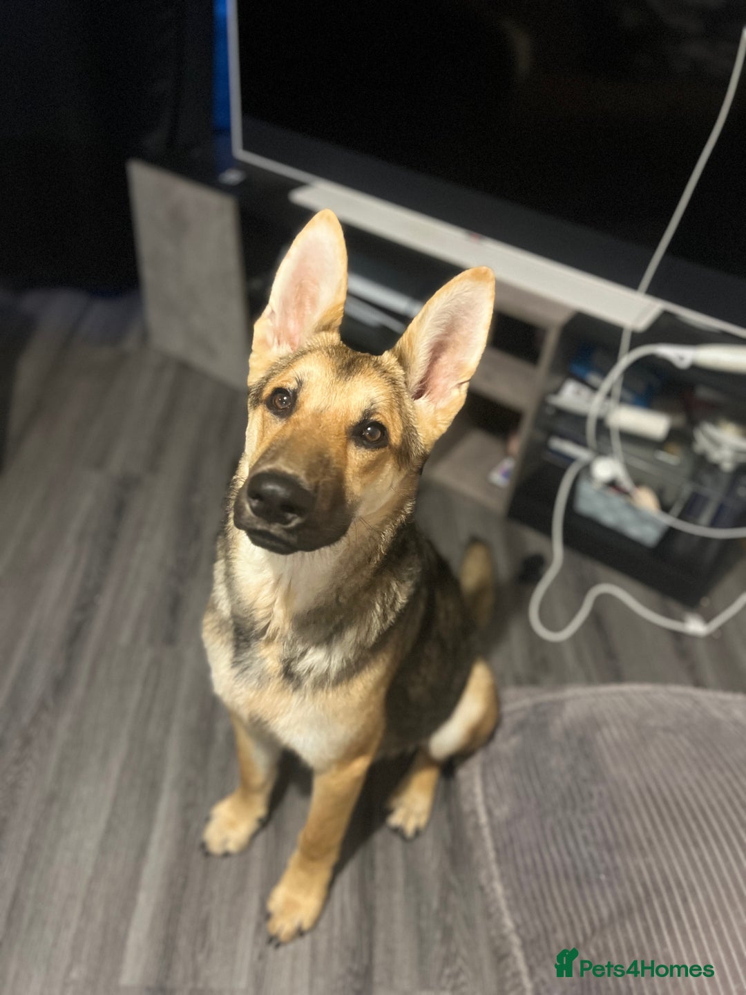 German Shepherd dogs for sale:  9 Month Old Pup Ready for His Forever Home  - Image 2