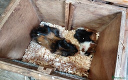 Guinea Pig rodents for sale: 🐾 Abyssinian Guinea Pigs – 2 Bonded Boars 🐾 - Advert 2