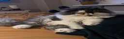 Persian cats for sale: Male Persian to re home  - Advert 4