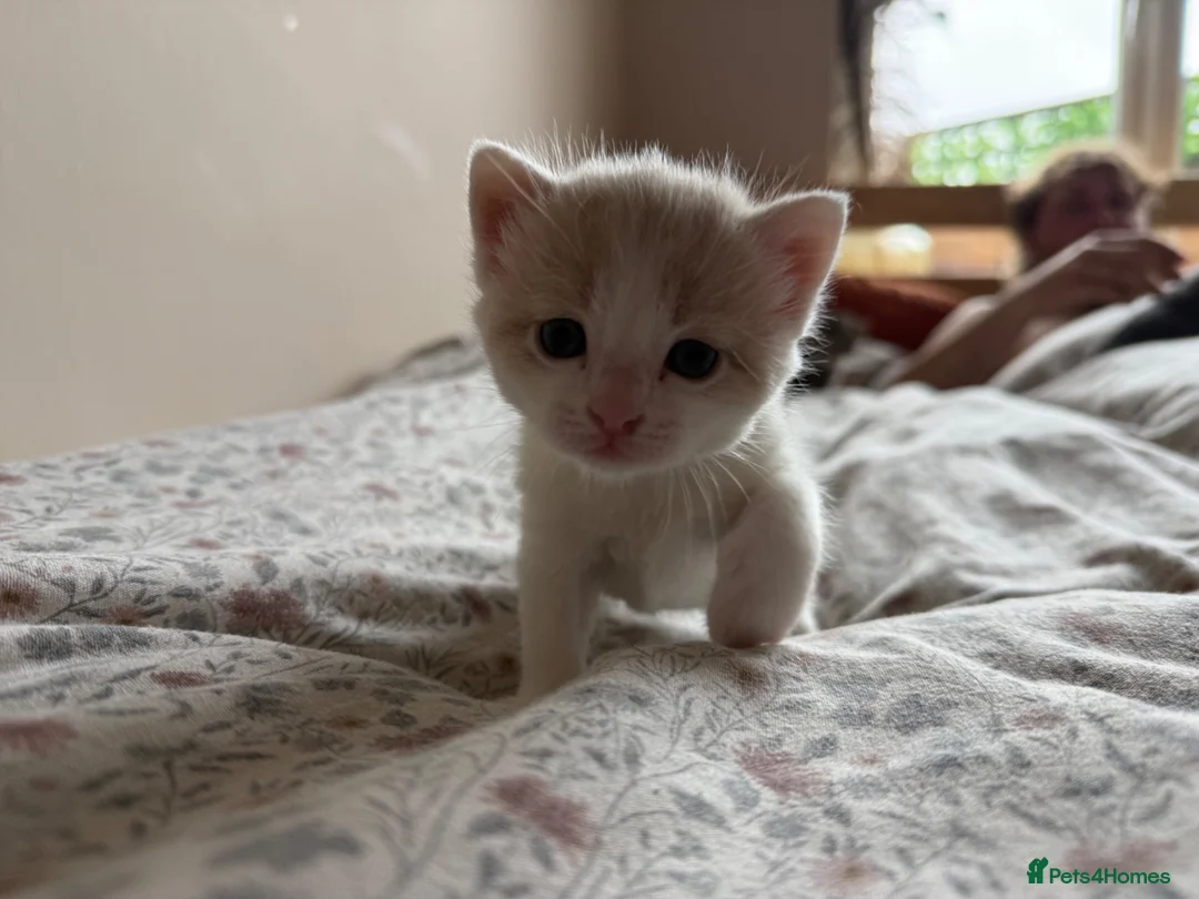 Mixed Breed cats for sale: “Caramel” Ginger and white little Girl in Norwich - Advert 1