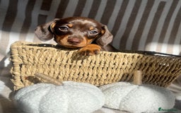 Miniature Dachshund dogs for sale: Miniature dachshunds READY for forever home 🐶🤎 - Image 31