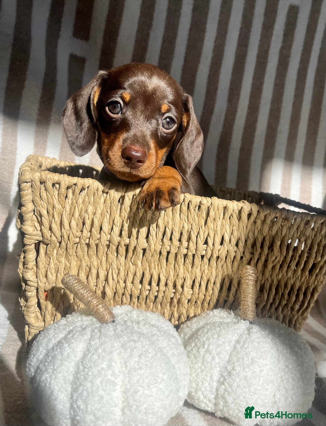 Miniature Dachshund dogs for sale: Miniature dachshunds READY for forever home 🐶🤎 - Image 31