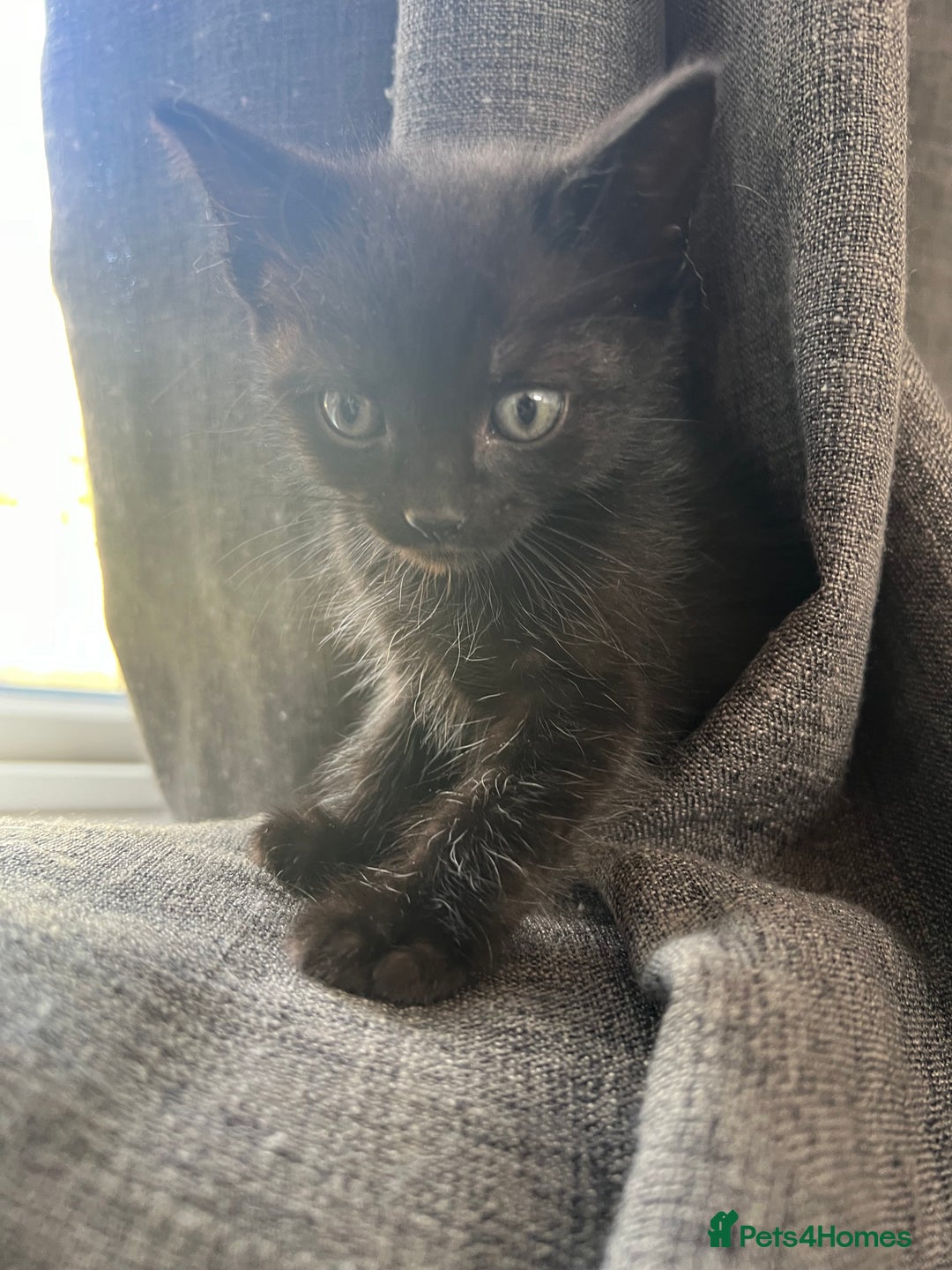 Mixed Breed cats for sale: 1 male 1 female kittens - Image 2