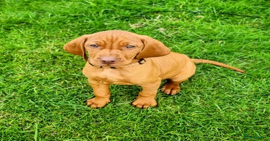 Hungarian Vizsla dogs - Advert 11